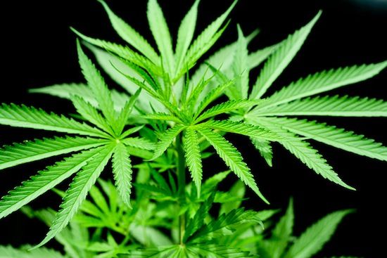 大麻は痛みを軽減するのではなく、痛みを耐えられるようにする