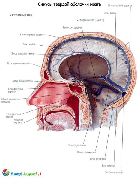 脳の固体膜の洞（洞）