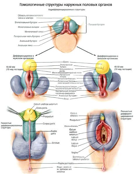 外部生殖器官の同種構造