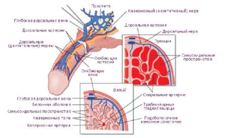 陰茎の血管と神経
