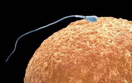 最初の男性用避妊薬が発見されたかもしれない