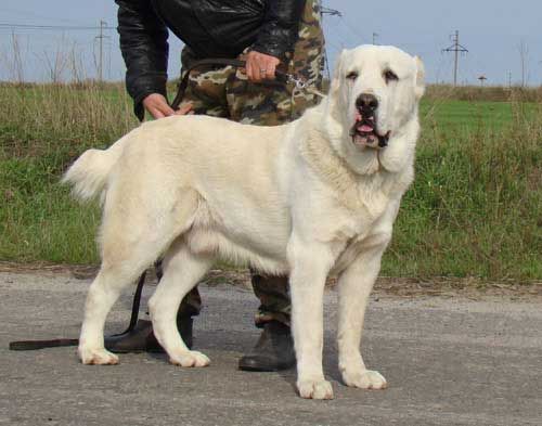 中央アジア牧羊犬