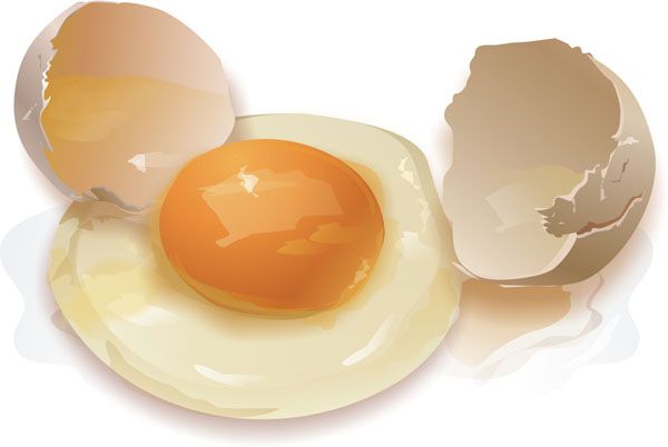 卵食の作用