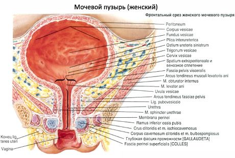 女性の尿道、女性の尿道